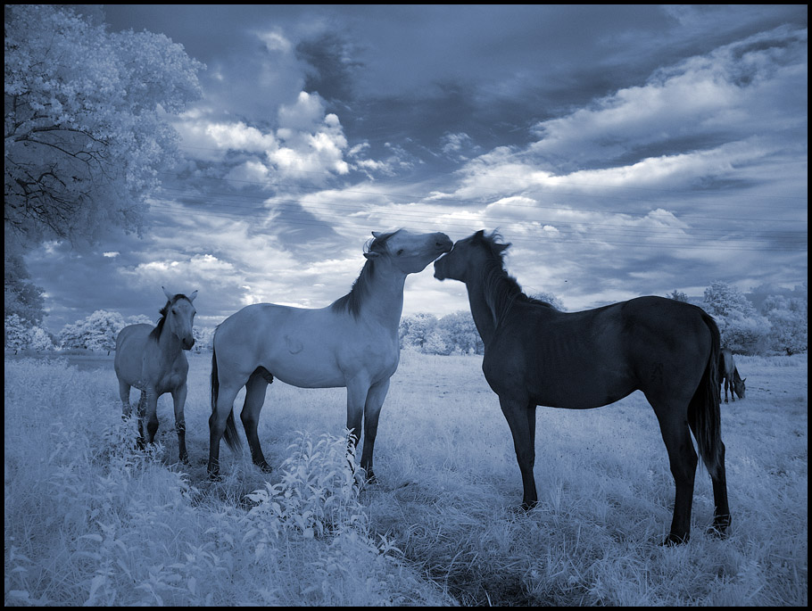 Blue_Horses_I____by_MichiLauke.jpg