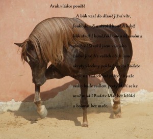 slawik-horse-wallpapers-horses-6070977-1024-768.jpg