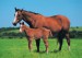 anonymous-horse-and-foal-5000525.jpg