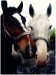 Horses_by_okashi_pl.jpg