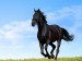 black-horse-running-in-green-meadow.jpg