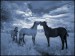 Blue_Horses_I____by_MichiLauke.jpg