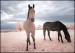 Horses_Dream_II____by_MichiLauke.jpg