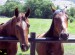 resized_Horses_by_darkpanther00.jpg